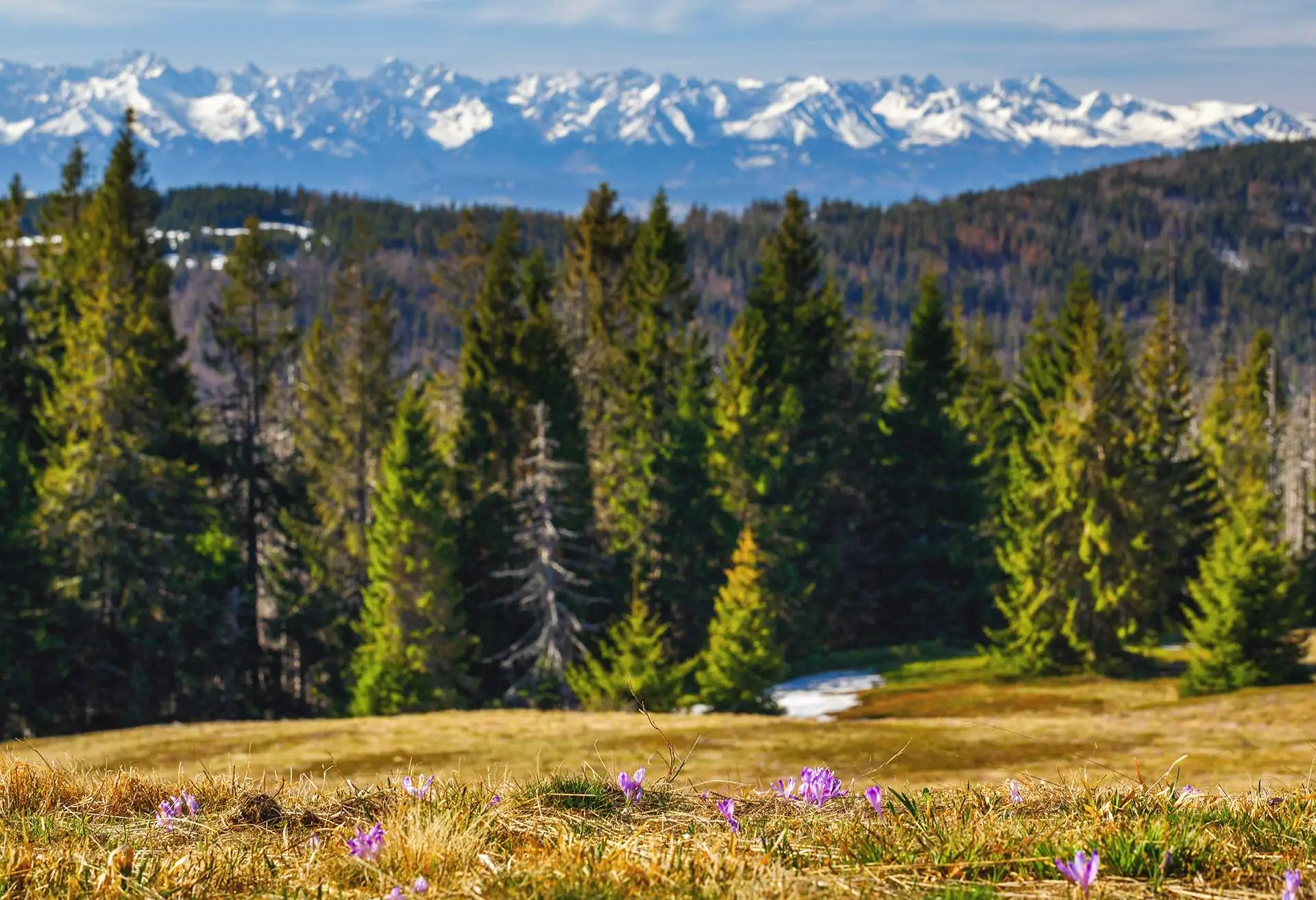 View of Gorce National Park, Poland