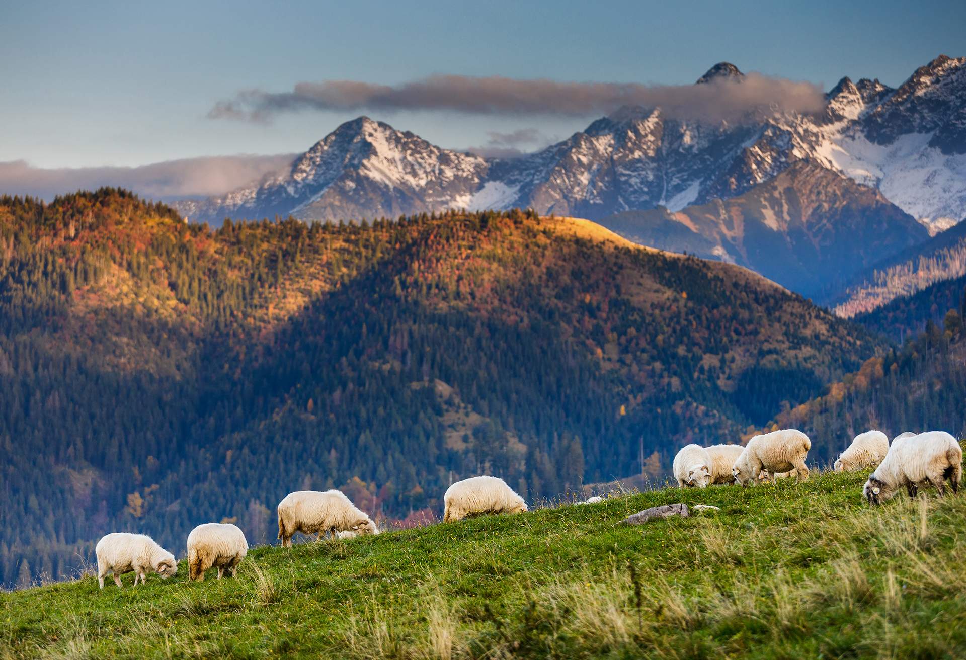 Mountain view of sheep at Tatra National Park, Poland